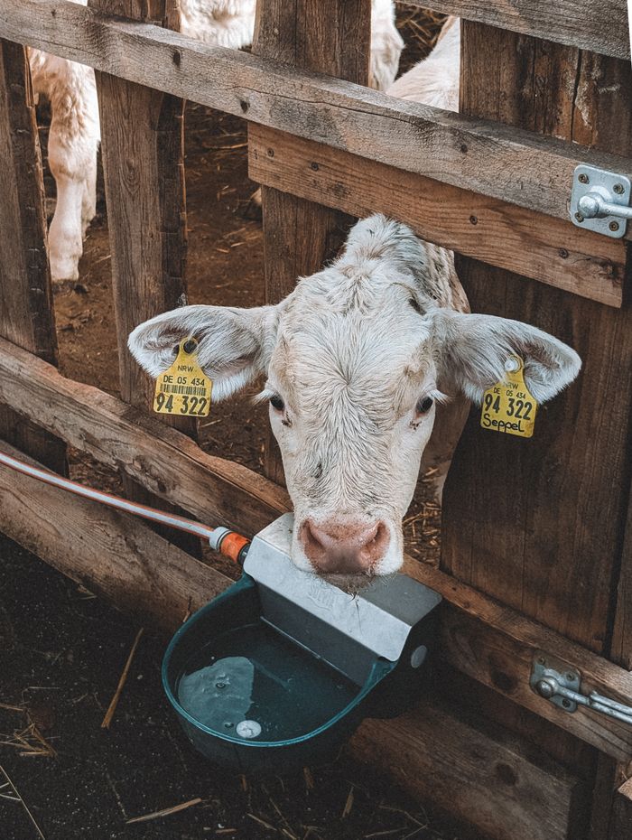 A young calf with ear tags drinks from a trough in an Olpe barn.