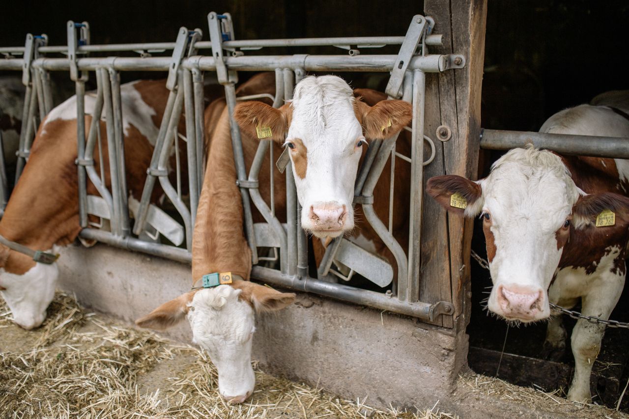 Three brown and white cows eating hay in a barn with metal feeding stalls.